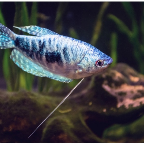 Donne couple gouramis bleus