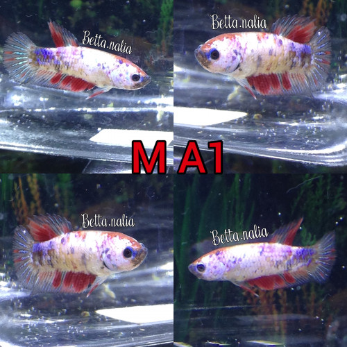 Betta plakat koï