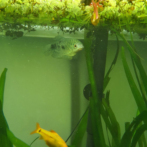 gourami bleu cosby