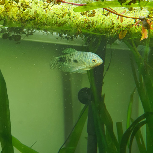 gourami bleu cosby