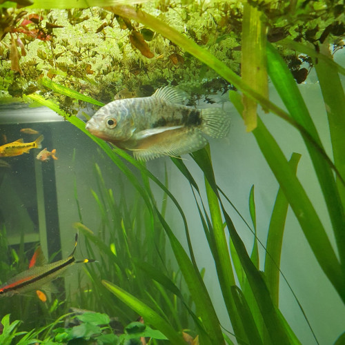 gourami bleu cosby