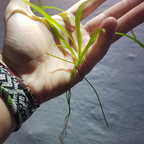 sagittaria subulata