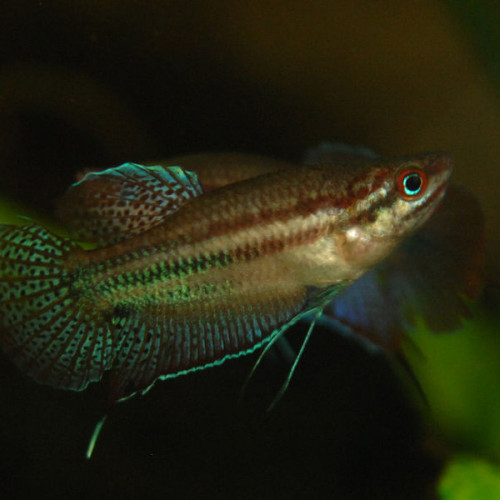 Gourami grogneur