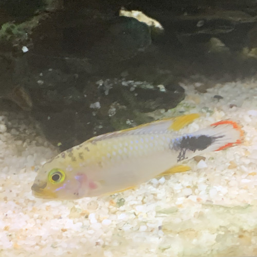 Apistogramma pandurini