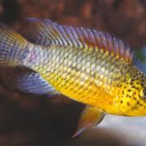 Apistogramma sp. 'Vielfleck'