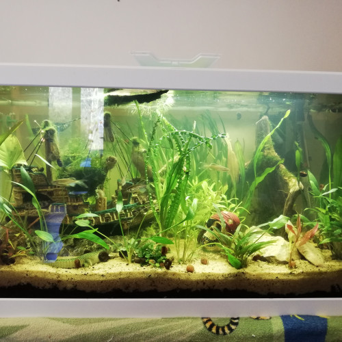 Aquarium de 60l avec poissons et accessoires 