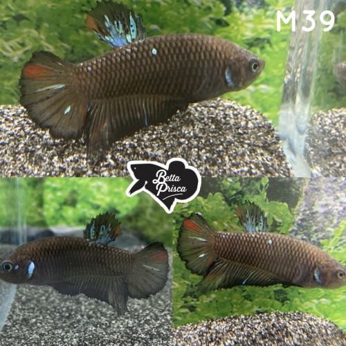 Combattant betta M39