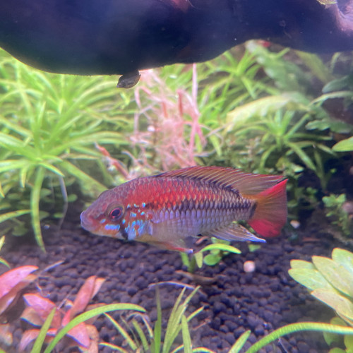 Apistogramma macmasteri red fire