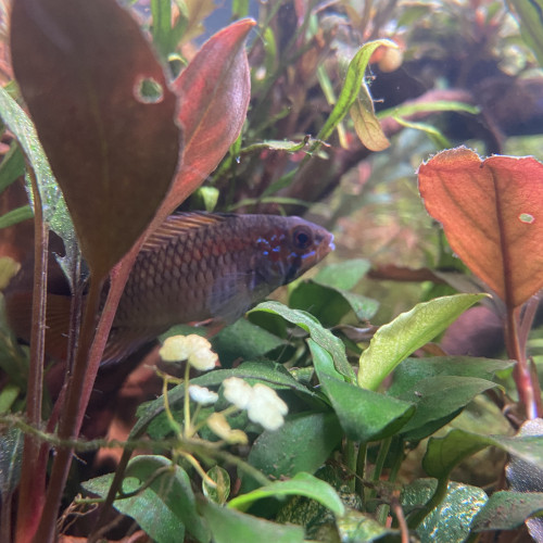 Apistogramma macmasteri red fire