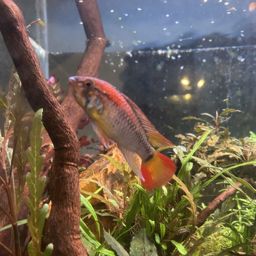 Apistogramma macmasteri red fire