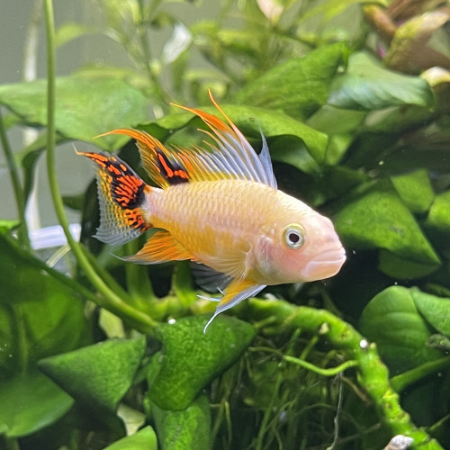 Apistogramma cacatoide gold