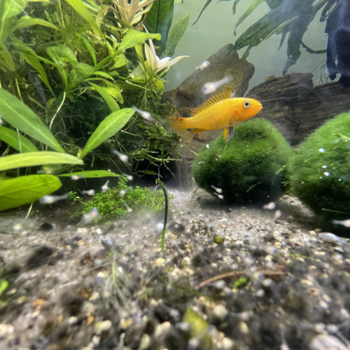 Apistogramma cacatoide gold