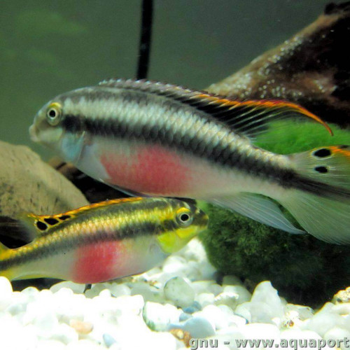 Poissons pelvicachromis pulcher (pelmato. pulcher.)