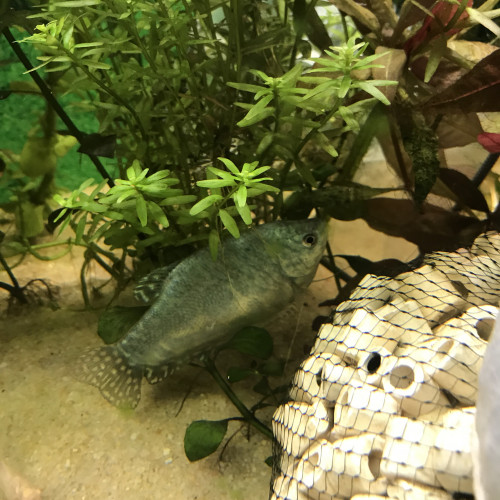 Donne Gourami bleu