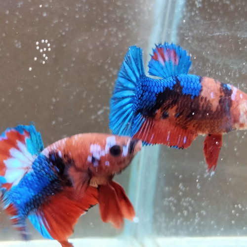 Betta plakat pkhm - Couple assorti Hell Boy - 5 mois