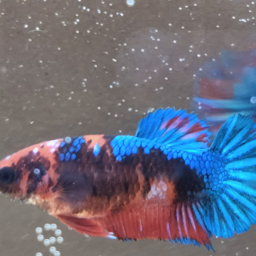 Betta plakat pkhm - Couple assorti Hell Boy - 5 mois