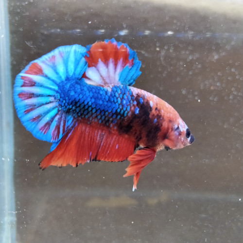 Betta plakat pkhm - Couple assorti Hell Boy - 5 mois