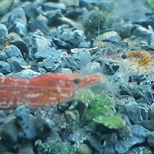 Crevettes Red Chery