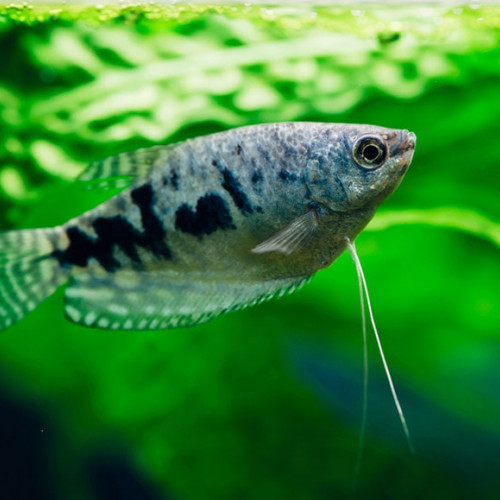 Vends / échange 2 gourami cosby