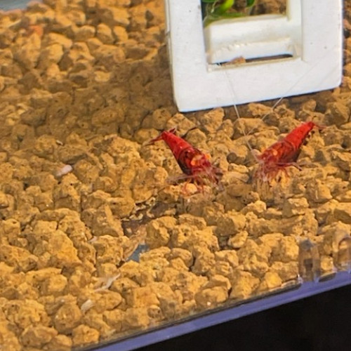 Caridina Red Devil OE