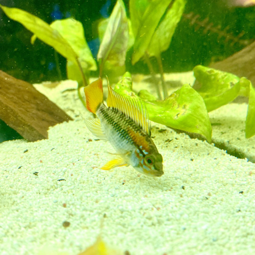 Couple d’apistogramma viejita à vendre