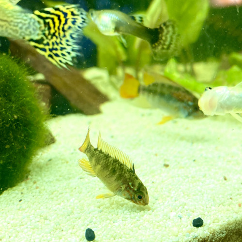 Couple d’apistogramma viejita à vendre