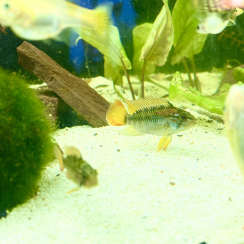 Couple d’apistogramma viejita à vendre