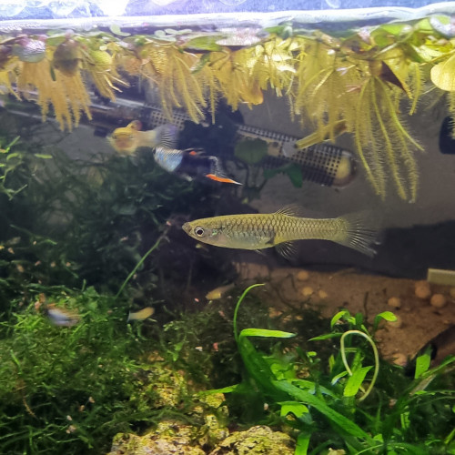 Guppy endler (Poecilia wingei) panda black fire