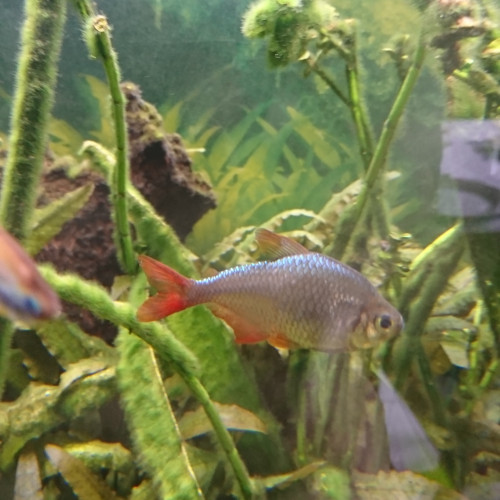 Tetra colombiana