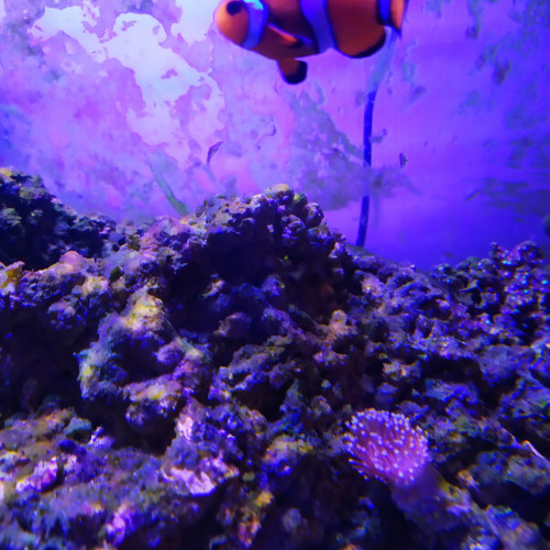 Amphiprion ocellaris