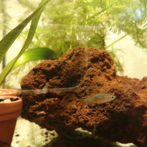 Lot de 5 alevins rasbora galaxy