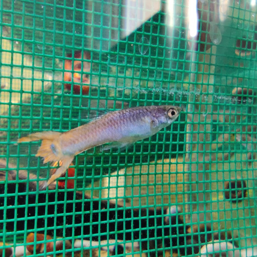 Mâles Guppy Storzbach magenta