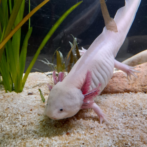 Acheter vente de deux axolotls adultes avec aquarium, deux filtres,  cachettes, nourriture et autres accessoires