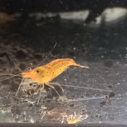 Caridina Tangerine