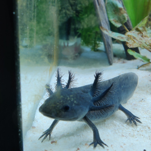 Nourrir de jeunes axolotls entre 4 et 6 mois, sur le forum de discussions  FishFish Aquarium et Aquariophilie