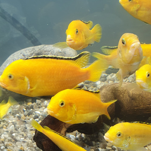 Poissons de la famille des cichlidés