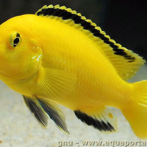 Labidochromis Caeruleus Cichlidés Jaunes