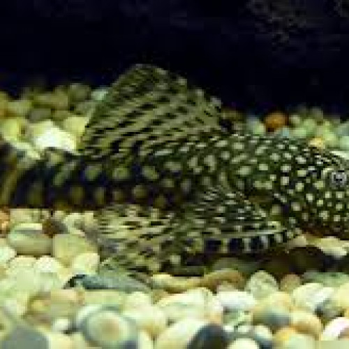 Ancistrus dolichopterus poisson nettoyeur pour aquarium