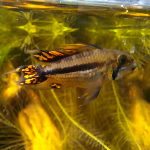 Couple Apistogramma cacatuoides triple orange