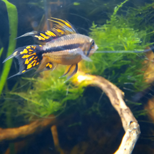 Couple Apistogramma cacatuoides triple orange