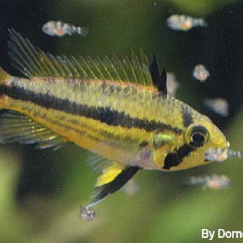 apistogramma  cacatuoides