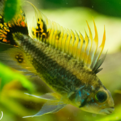 apistogramma  cacatuoides