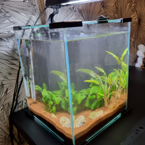 Aquarium complet + loche de Bornéo