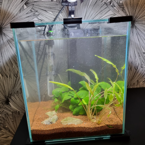 Aquarium complet + loche de Bornéo