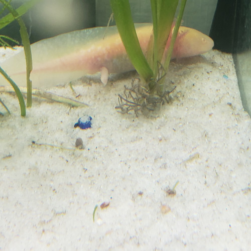 Bébé axolotls disponible golds