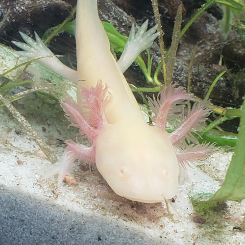 Bébé axolotls disponible golds