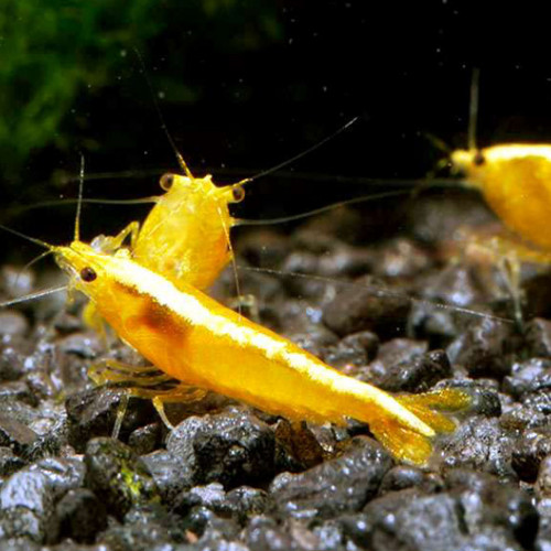 Crevettes Yellow Néon Fire