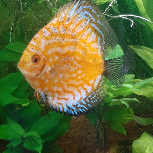 Discus ne à la maison