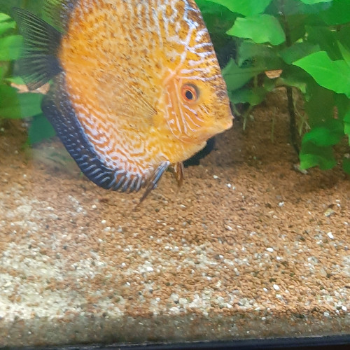 Discus ne à la maison