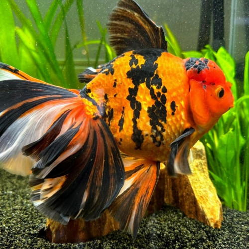 Oranda Mâle